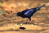 Shiny Cowbird